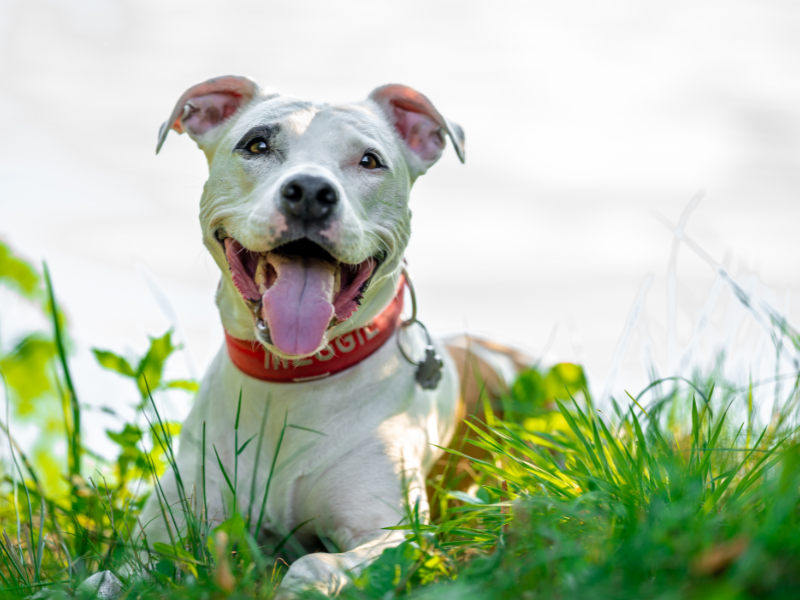 Come pulire la ciotola del cane? Amici e Natura iTALIA Come pulire la ciotola del cane? Amici e Natura iTALIA
